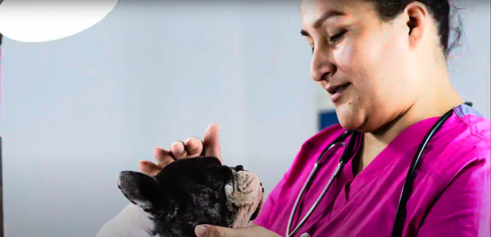 Vacunación de mascotas