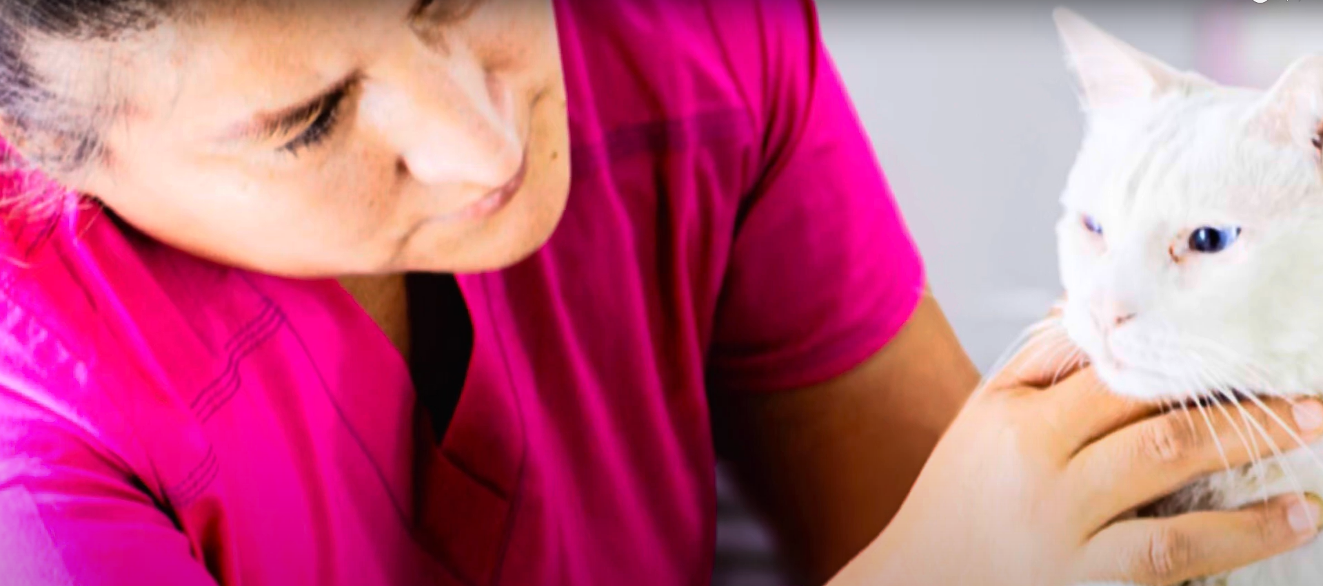 Cirugía veterinaria